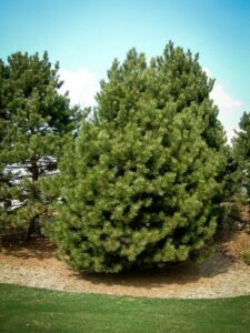 Сосна Чёрная (Pinus Nigra) купить по цене от 270.00р. в интернет-магазине «Посадика» с доставкой почтой в в Углегорске и по всей России – [изображение №1].