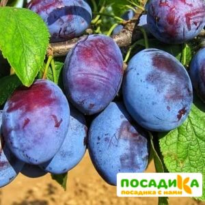 Слива Чачакская ранняя купить по цене от 229.00р. в интернет-магазине «Посадика» с доставкой почтой в в Углегорске и по всей России – [изображение №1].