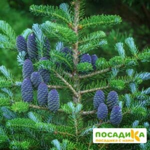 Пихта корейская (Abies koreana) купить по цене от 450.00р. в интернет-магазине «Посадика» с доставкой почтой в в Углегорске и по всей России – [изображение №1].