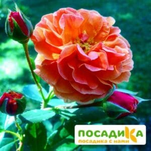 Роза Арабия купить по цене от 350.00р. в интернет-магазине «Посадика» с доставкой почтой в в Углегорске и по всей России – [изображение №1].