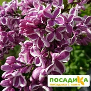 Сирень Сенсация купить по цене от 529.00р. в интернет-магазине «Посадика» с доставкой почтой в в Углегорске и по всей России – [изображение №1].