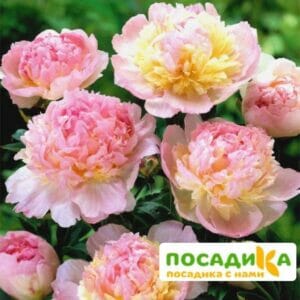 Пион Распберри Сандей (Paeonia Raspberry Sundae) купить по цене от 959р. в интернет-магазине «Посадика» с доставкой почтой в в Углегорске и по всей России – [изображение №1].