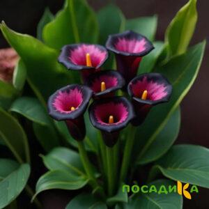 Калла Аура Лейс купить по цене от 400р. в интернет-магазине «Посадика» с доставкой почтой в в Углегорске и по всей России – [изображение №1].