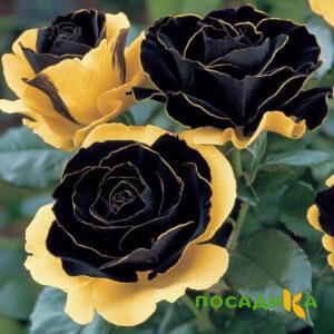 Роза Ханни Сикл купить по цене от 700р. в интернет-магазине «Посадика» с доставкой почтой в в Углегорске и по всей России – [изображение №1].