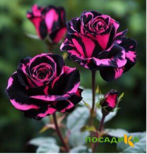 Роза Багровый Шепот купить по цене от 366р. в интернет-магазине «Посадика» с доставкой почтой в в Углегорске и по всей России – [изображение №1].