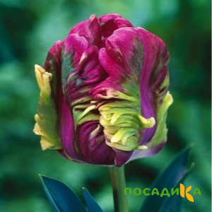 Тюльпан Экзотик Хэвен купить по цене от 186р. в интернет-магазине «Посадика» с доставкой почтой в в Углегорске и по всей России – [изображение №1].